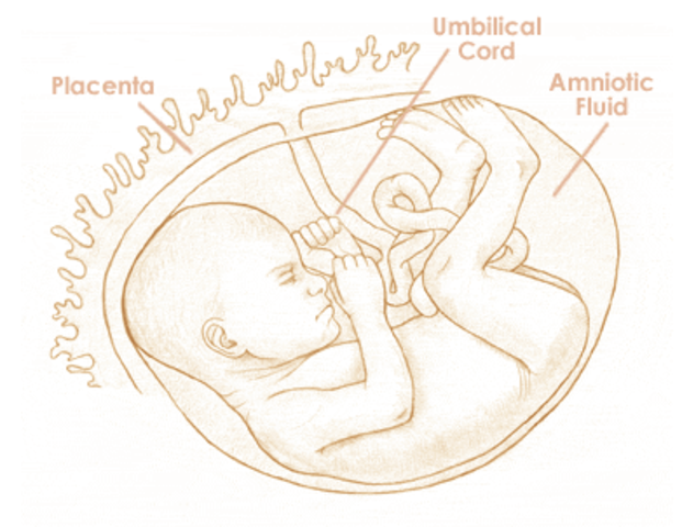 End of Second Trimester