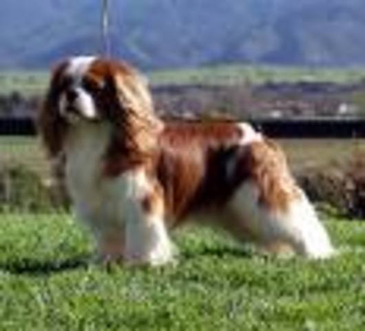 Cavalier King Charles Spaniel
