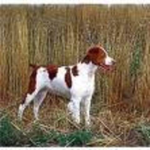 Brittany Spaniel