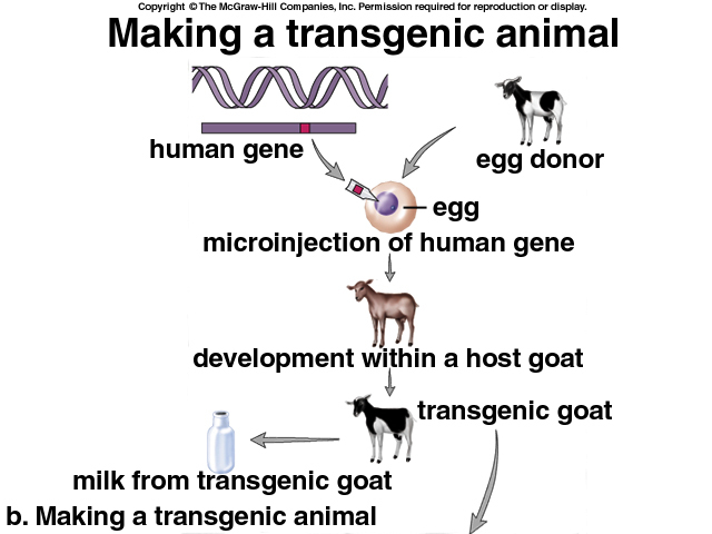 First Transgenic Animals