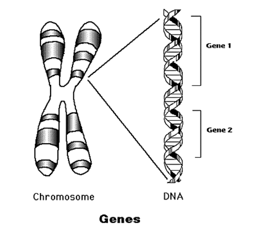 Gene Transfer in Plants