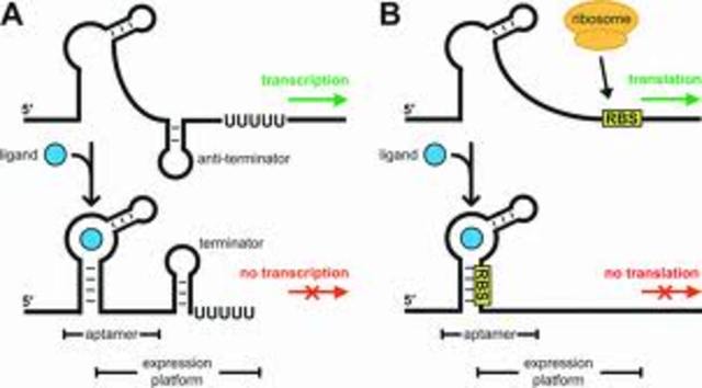 Riboswitch discovery
