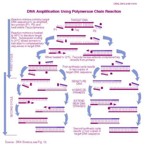 Polymerase Chain Reaction