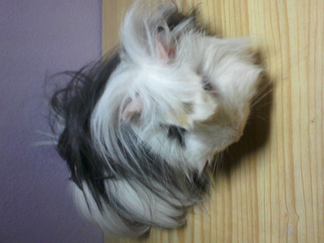 Nuevo habitante en mi casa.