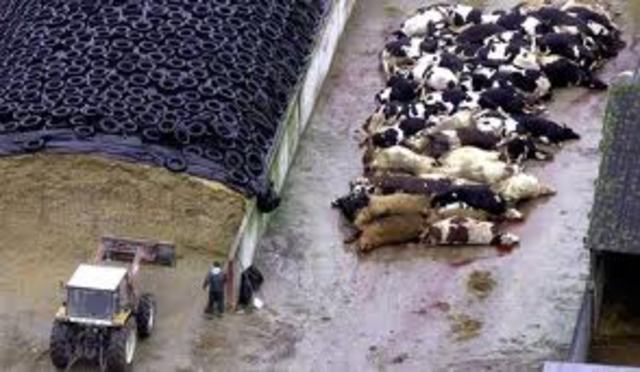 Se extiende la psicosis de las vacas locas