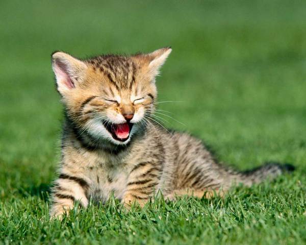 WE got my new cat checkers