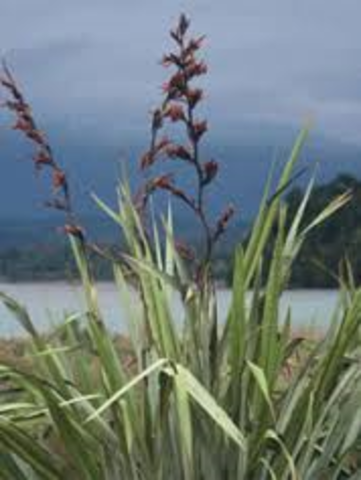Traders gathering and selling flax.