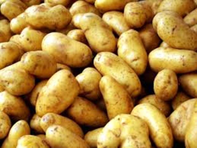 Potatos brought to Ireland