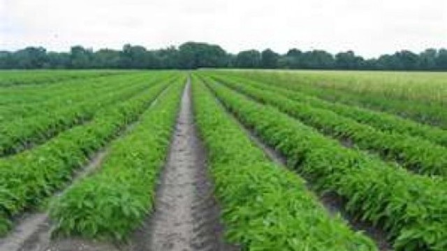 Potato Crop was Diseased and Immigration