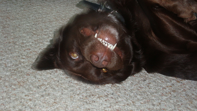 Adopted my third dog Aero