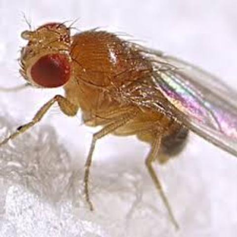 First animal in space.