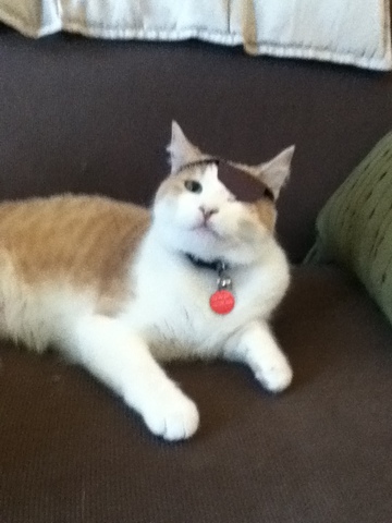 The day i got my cat