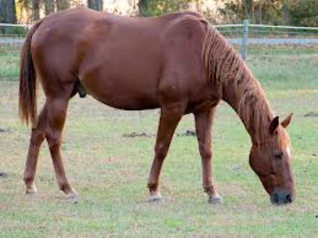 when I got my frist horse