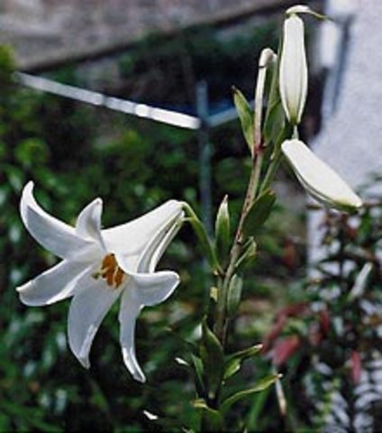 Ο Oscar Wilde στην Αμερική (Νέα Υόρκη)