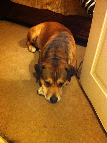 My 1st Dog/10th Birthday