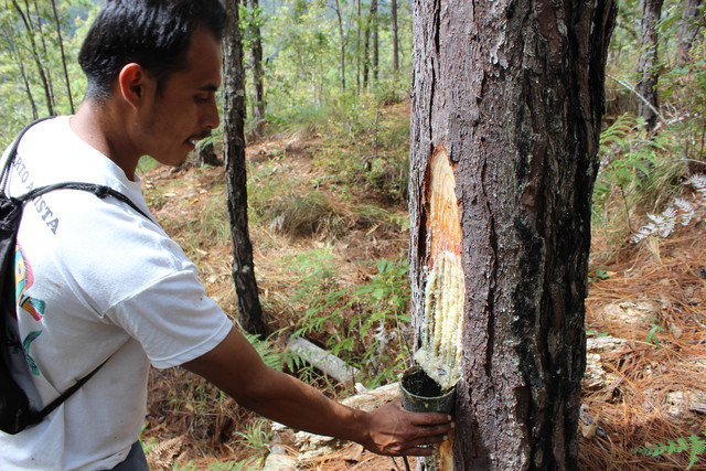 Se constituye la estrategia de Aprovechamiento de Recursos Naturales