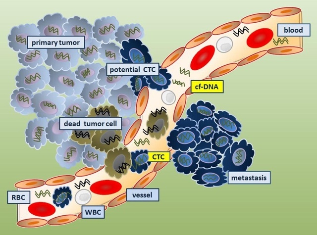 Nucleic acid