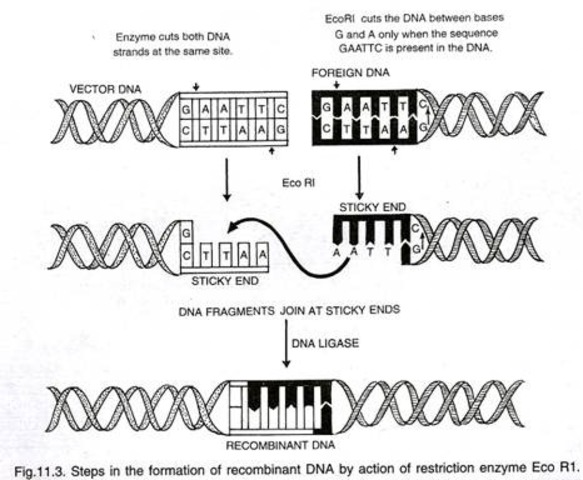 Bacterial enzymes