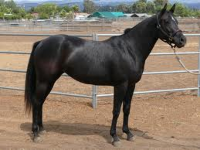 First horse back ride
