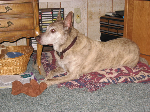 First Pet: Huckleberry