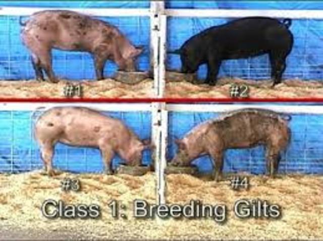 first livestock judging contest