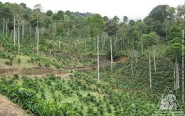 PLANTACIONES INTERCALADAS