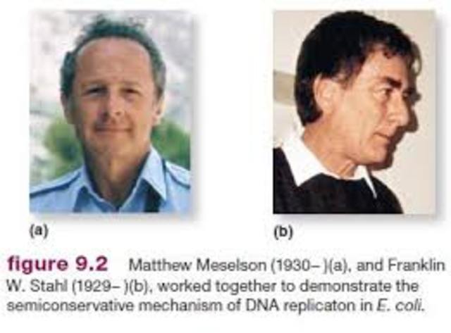 Matthew Meselson and Frank Stahl