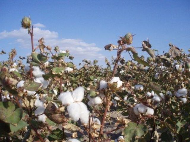 Third largst cotton  producer.