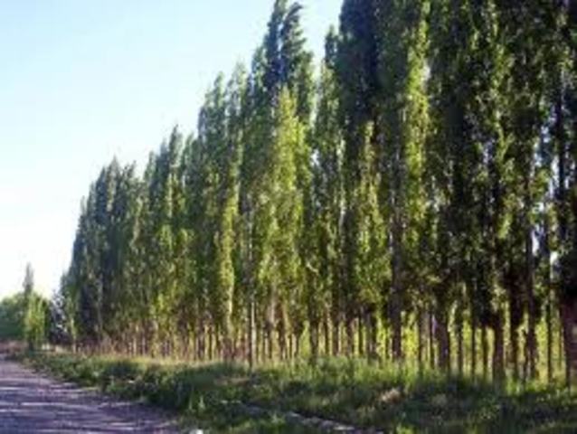 BARRERAS ROMPEVIENTOS