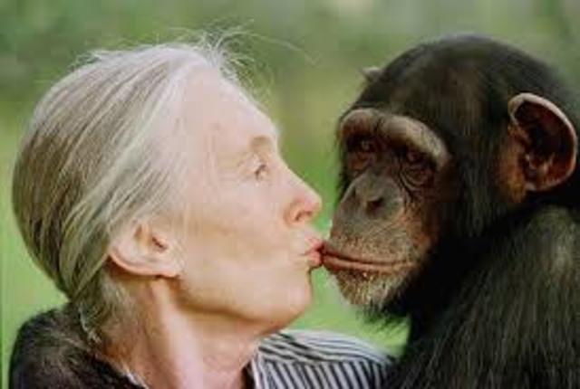 Jane Goodall Begins Living with Chimpanzees.
