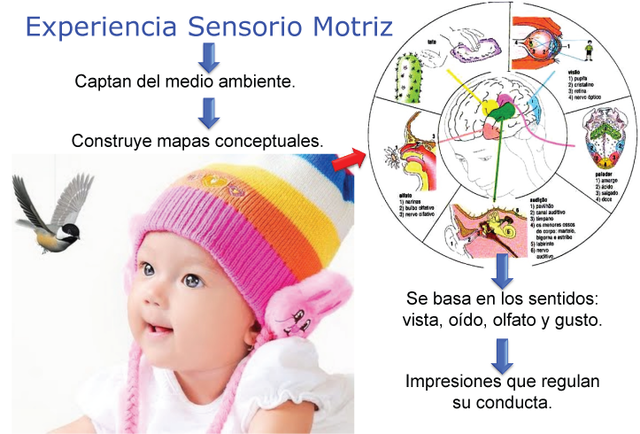 Revolucion Cognitiva Aportes de Piaget