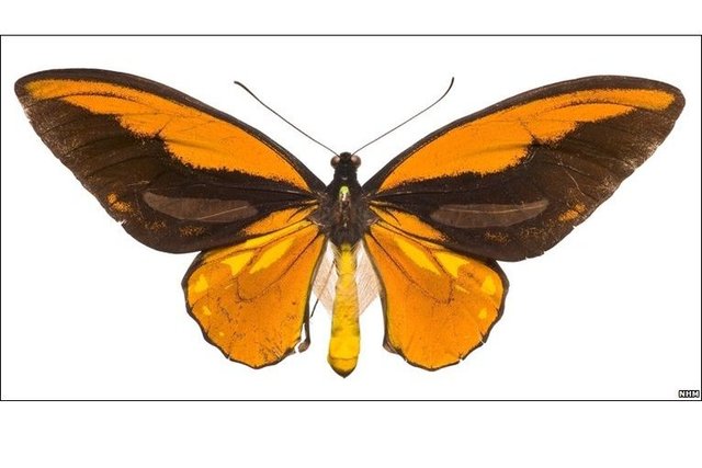 Alfred Russel Wallace