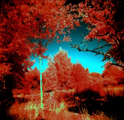 Kodak Color Negative Film