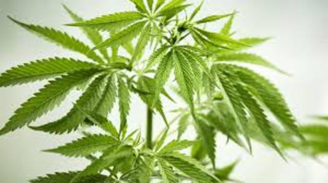 Legalizan la venta de marihuana