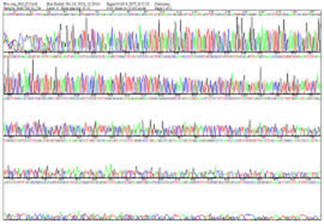 fluorescence sequencer