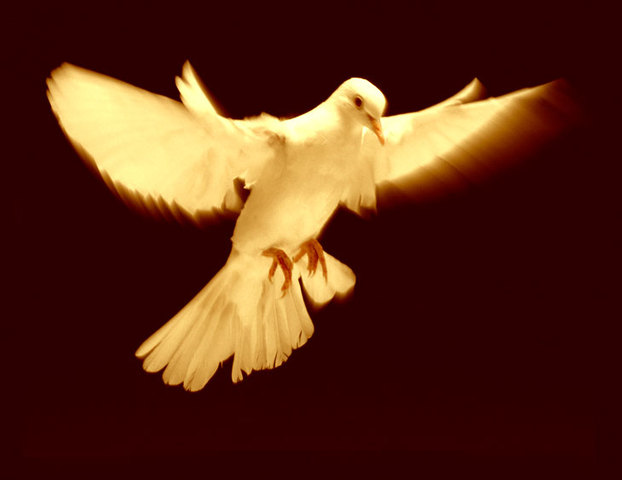 LEY INTERNACIONAL DE LOS DERECHOS HUMANOS