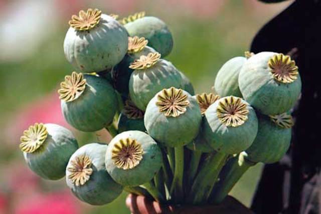 prohibición del opio