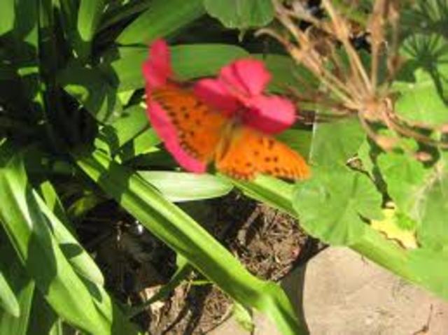 teoria del germen de la enfermedad