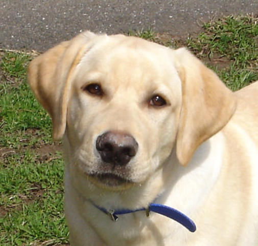 "Abby the yellow lab."