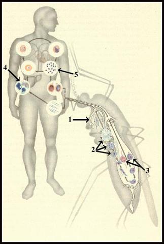 Descubrimiento del ciclo de vida del parásito de la Malaria