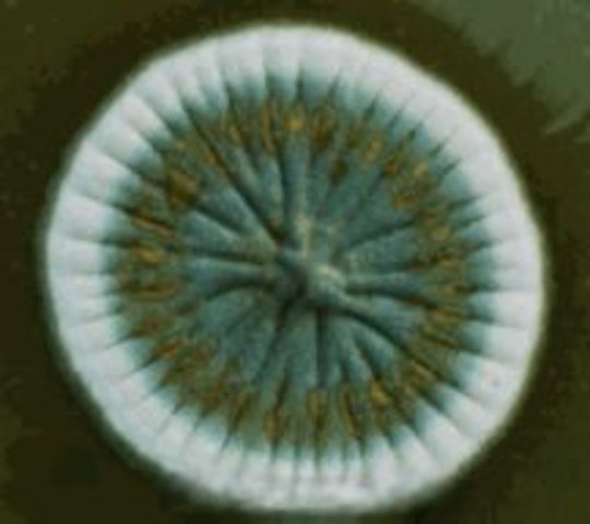 La penicilina protege a los ratones frente a las infecciones