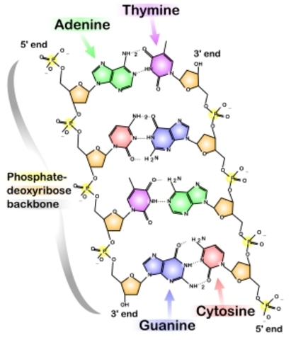 DNA units- DNA science