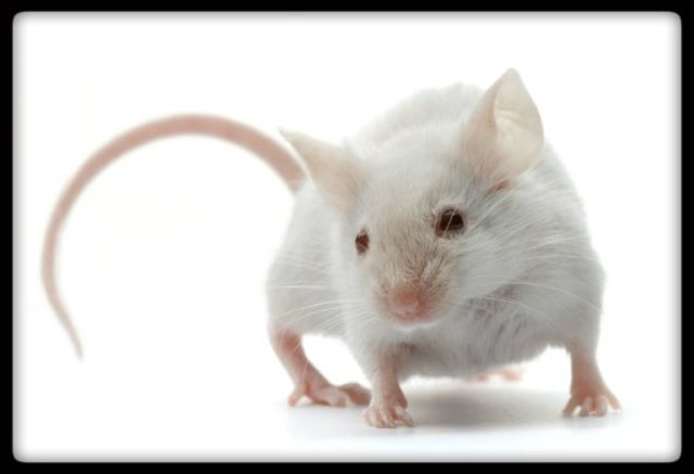 Mice Tests - DNA science