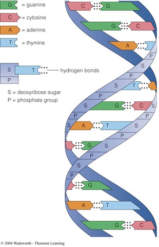 Structure of DNA