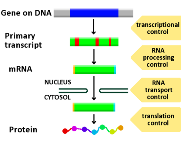 Gene expression -DNA science