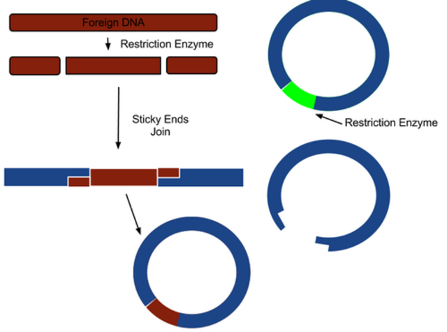 Bacterial restriction enzymes
