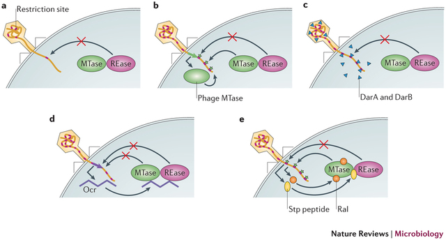 Bacterial restriction- DNA science