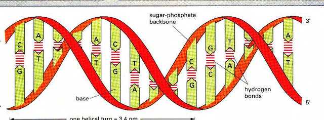 Structure of DNA - DNA science