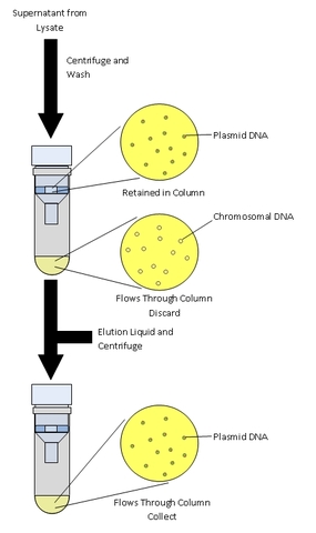 isolated and purified