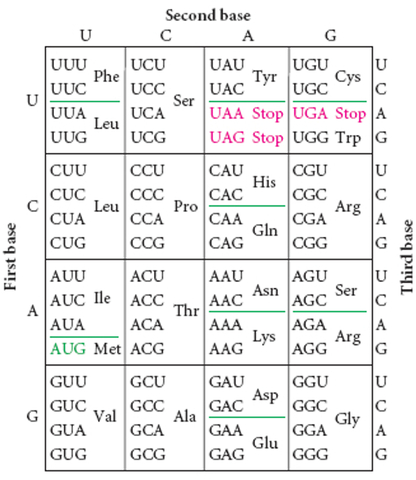 codons -DNA science